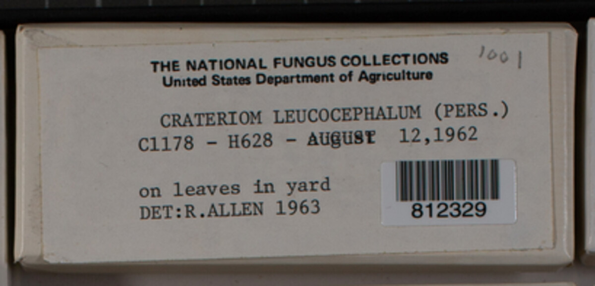Craterium image
